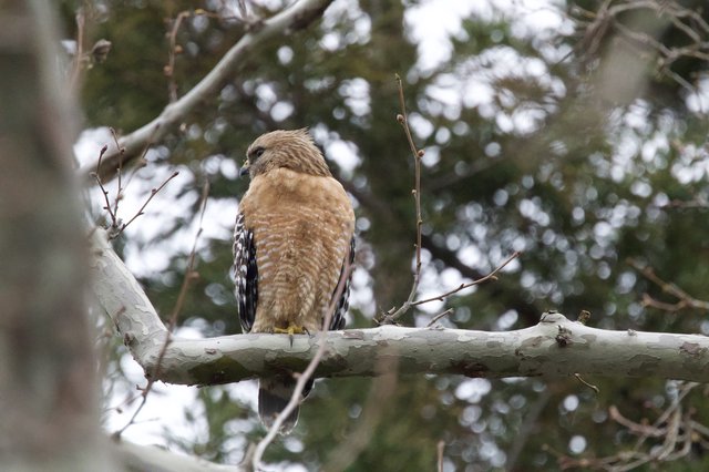 Red-Shouldered Hawk Perched in Winter Forest