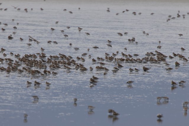 Symphony of Sandpipers