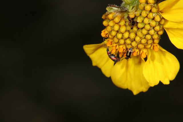 Busy Bees and Wasps on a Yellow Daisy