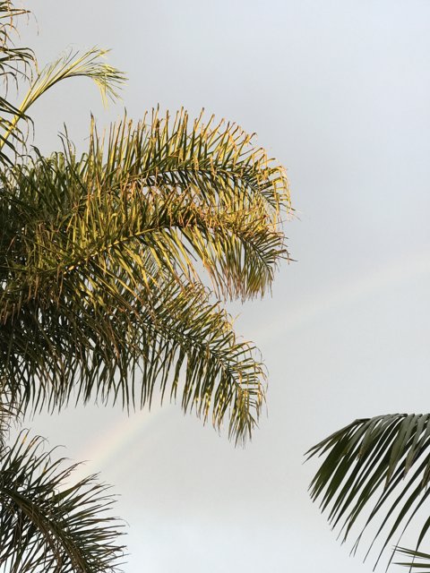 Rainbow Amongst the Palms