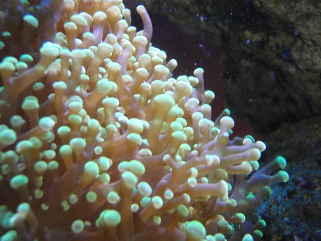 Bubble-Packed Coral Reef