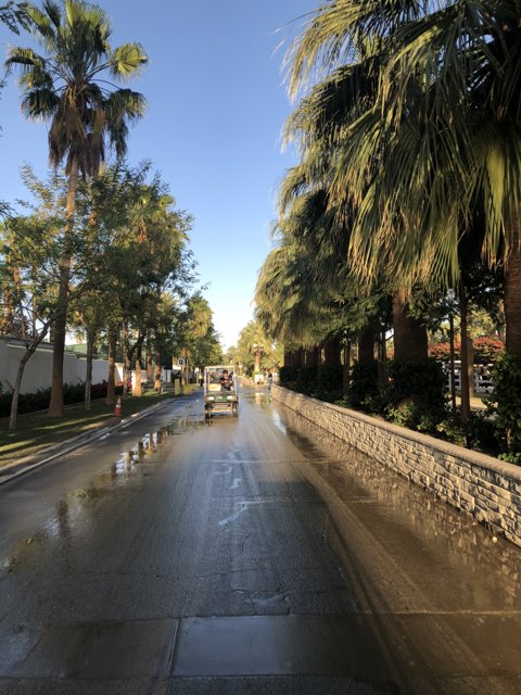 Driving through the Palm-lined Streets