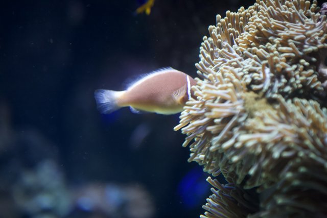 Anemone Fish in the Penelope Aquarium
