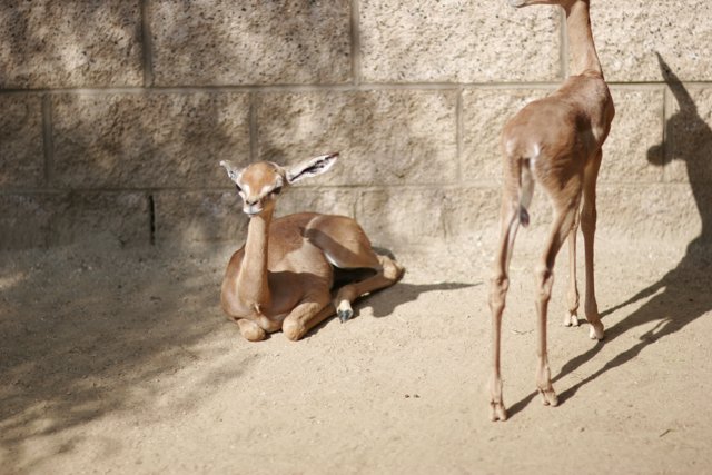 Baby Gazelles at the Zoo