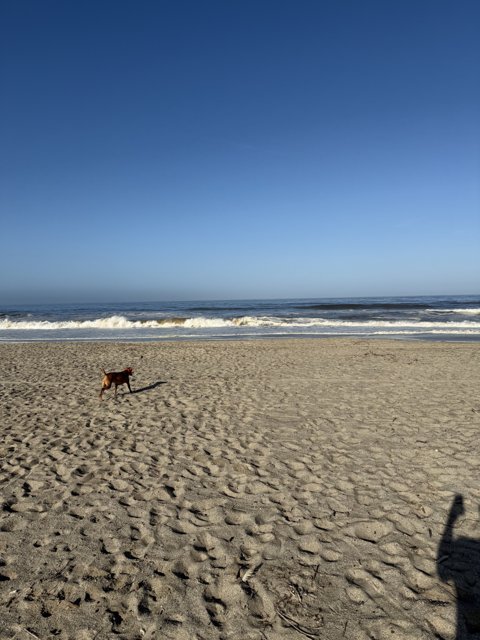 Morning Stroll by the Sea