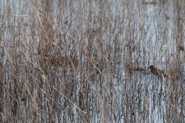 Camouflaged Bird Hidden Among Winter Reeds in Wetland