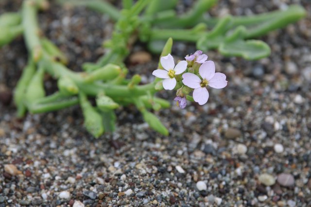 Delicate Beach Wildflower Blooms on Sandy Shore