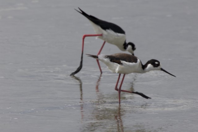 Ballet of the Black-necked Stilts