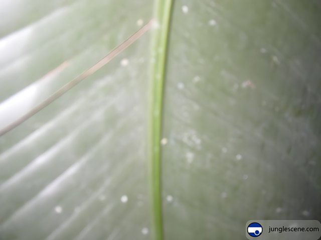 A Closer Look at a Leaf with a Green Stem