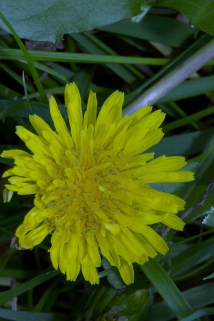 A Bright Yellow Dandelion