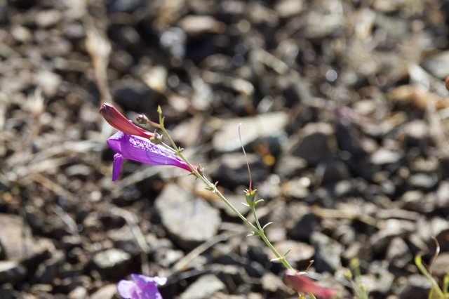 Delicate Purple Penstemon Blooms on Rocky Hillside
