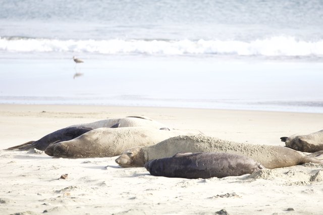 Elephant Seals Resting on Drakes Beach Shore
