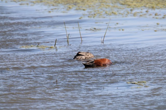 Cinnamon Teal Pair Foraging in Shallow Wetlands