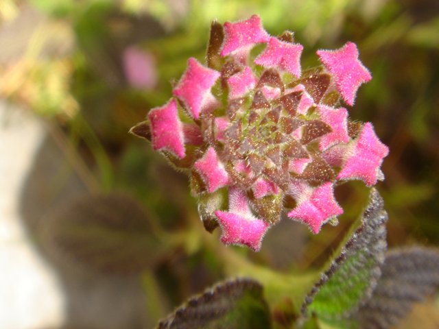 Pink Snapdragon in Full Bloom