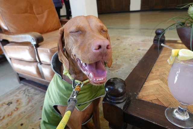 Happy Dog in Green Vest Smiling Indoors