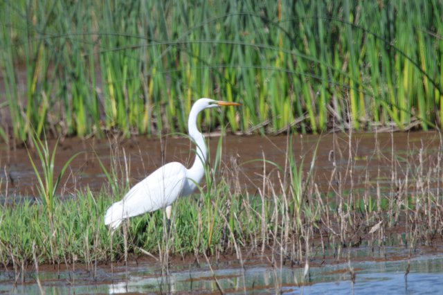Great Egret Wading in Yolo Bypass Wetlands