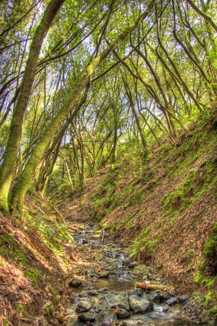 Serene Creek Flowing Through Lush Forest
