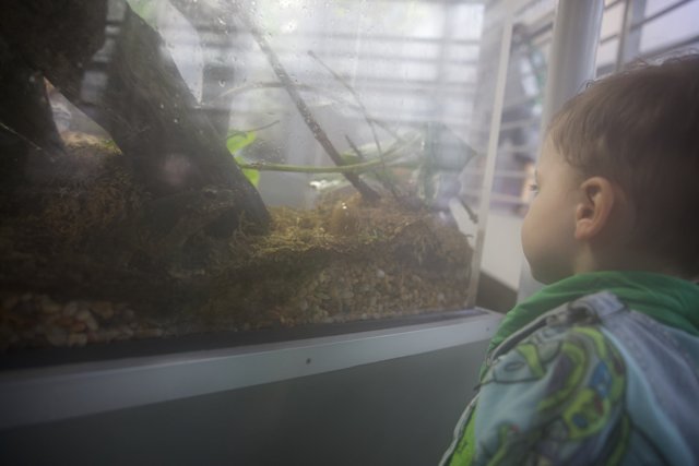 Captivated by Nature: A Day at the California Academy of Sciences Rainforest