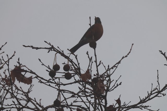 American Robin Singing at Dusk in Winter Tree