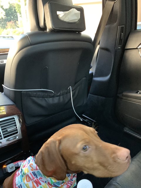Doggy comfort in the car