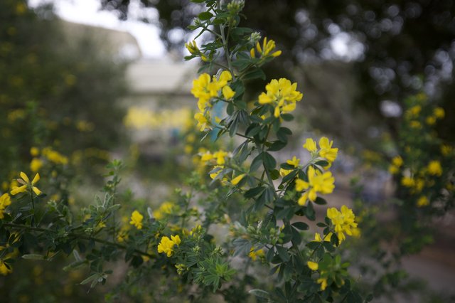 Bright Yellow Crown Vetch Flowers in Garden Setting