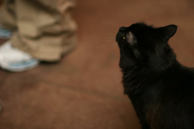 The Curious Black Cat