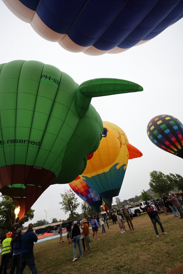 Giant Bird Balloons Take Flight at Sonoma Classic