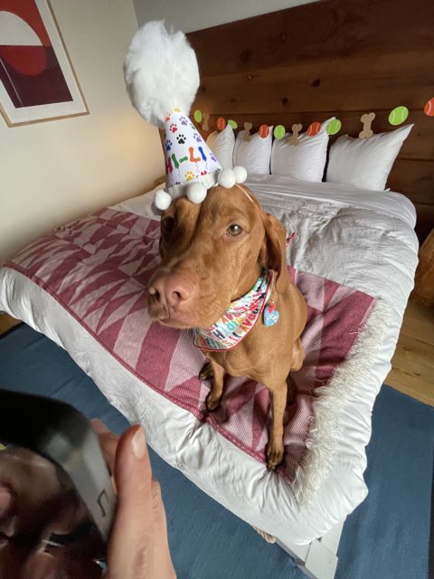Birthday Bark on the Bed