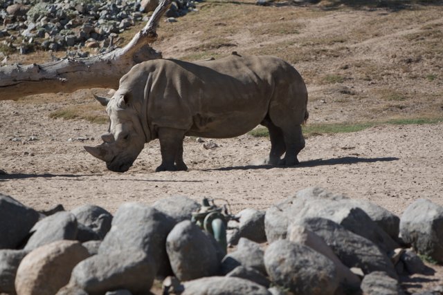 Majestic Rhino Standing Ground
