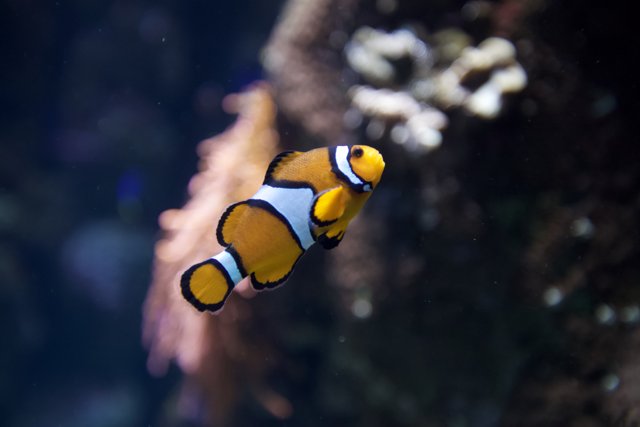 Colorful Clownfish in Their Element