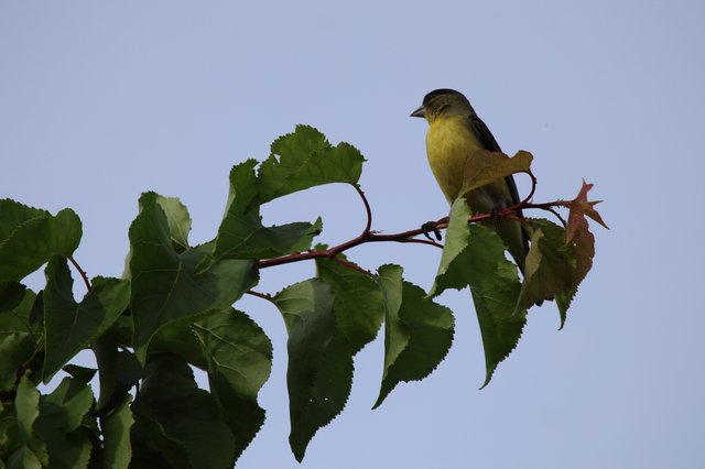 Lesser Goldfinch Perched on Spring Branch at Dusk
