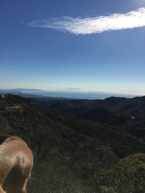 Majestic Horse overlooking the Valley