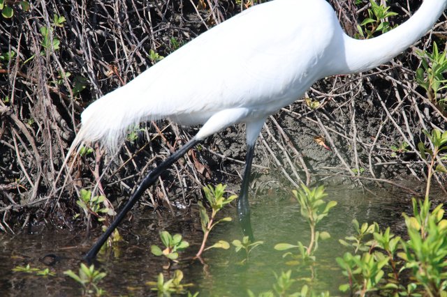 Snowy Egret Hunting in Wetland Shallows