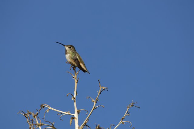 Serene Moments: Hummingbird at Rest