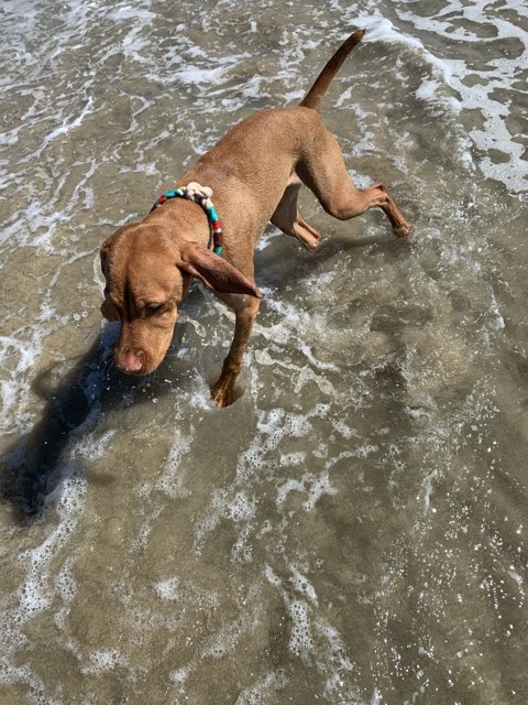 Splashing around in Huntington Dog Beach