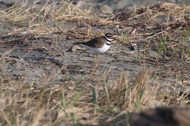 Killdeer Shorebird on Sandy Mudflat Habitat