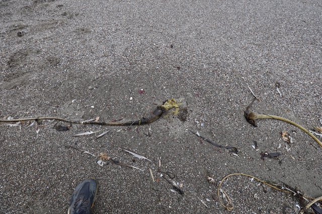 Kelp and Debris Washed Ashore on Sandy Beach