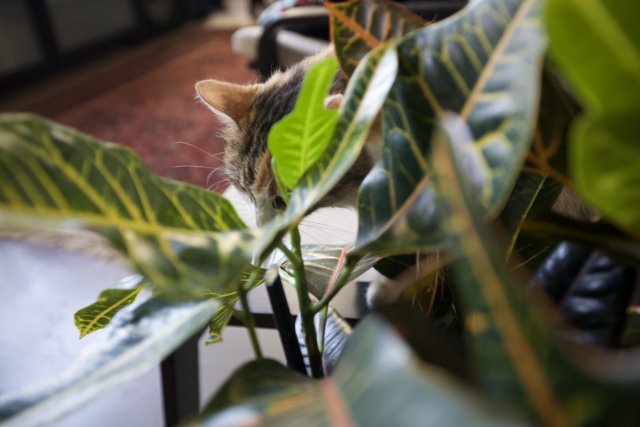 Curious Cat Investigates Leafy Plant