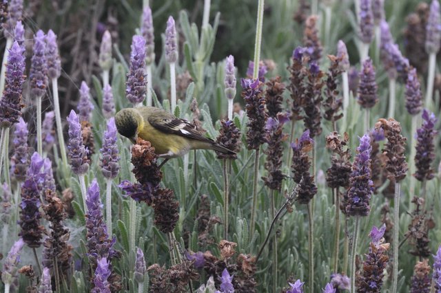 Lesser Goldfinch Perched Among Dried Lavender Stalks
