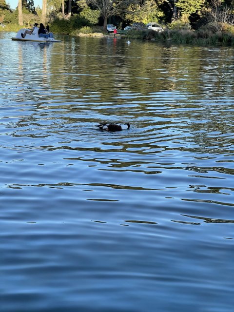 Serene Duck at Stow Lake