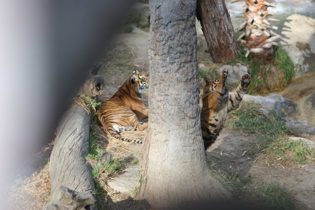 Playful Tigers