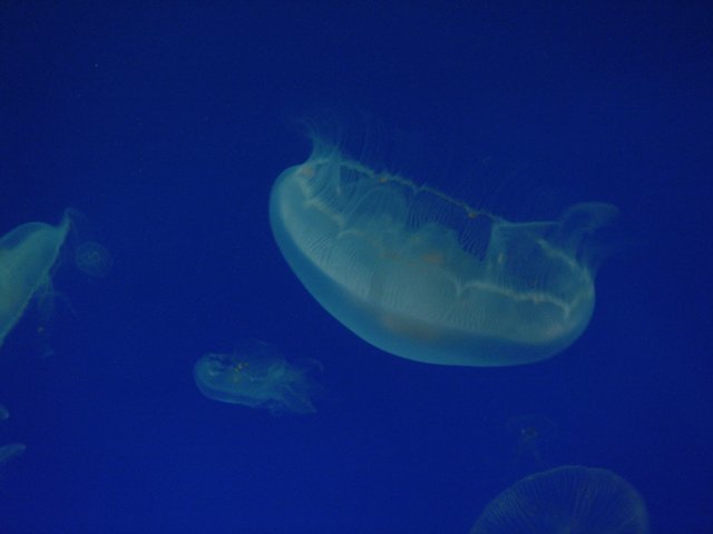 Mesmerizing Jellyfish in their Underwater Kingdom