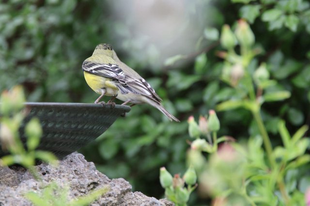 Yellow Wagtail Perched on Garden Birdbath Rim