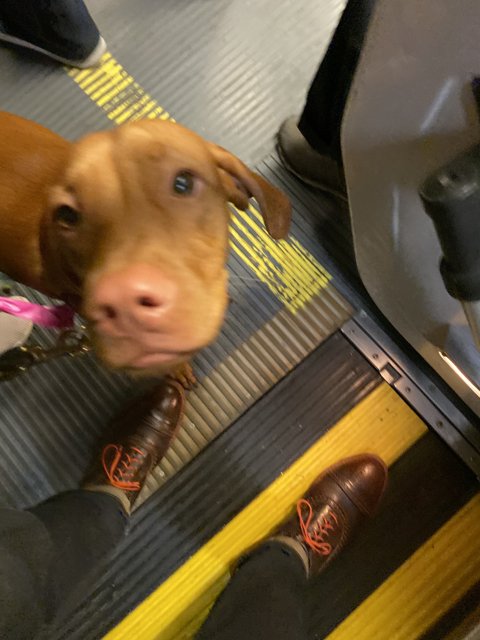 Commuting with My Canine Companion