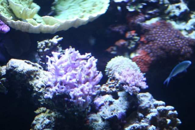 Colorful Underwater Wonderland