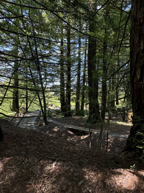 Serenity in the Forest