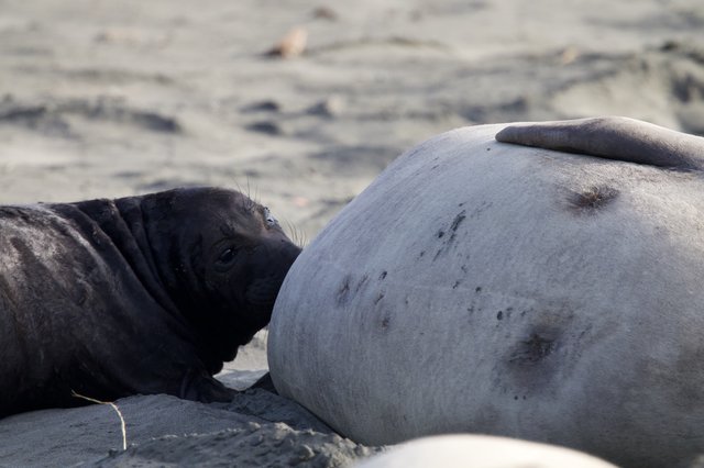 Newborn Elephant Seal Pup with Mother at Beach