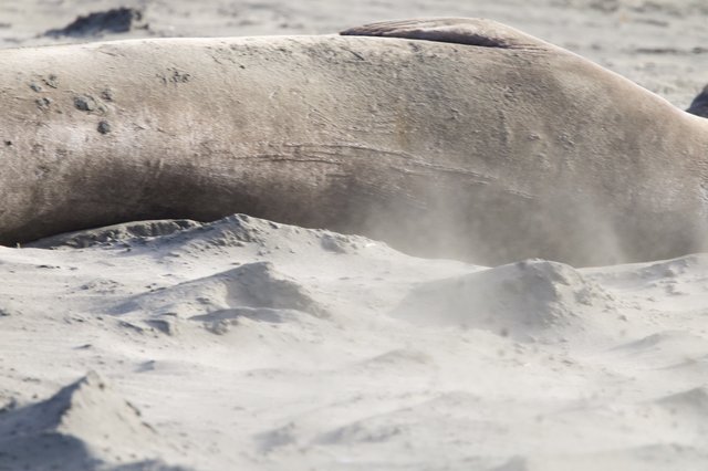 Elephant Seal Resting on Sandy Beach at Drakes Beach