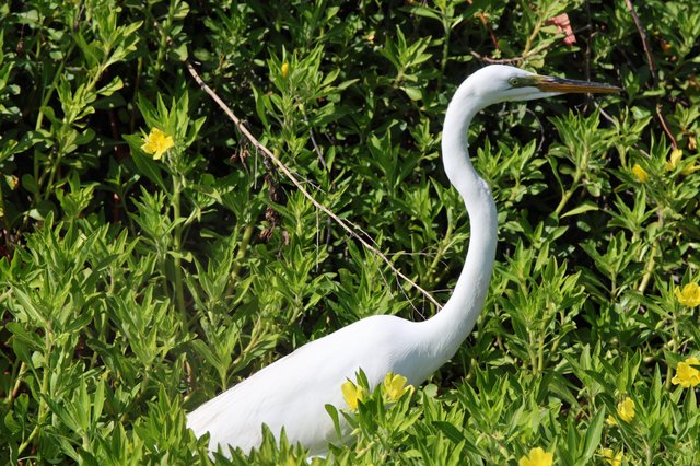 Great Egret Hunting in Lush Wetland Vegetation