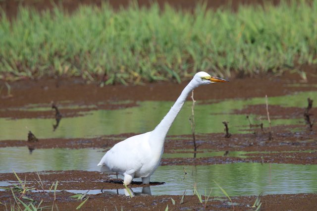 Great Egret Wading in Shallow Wetland Waters